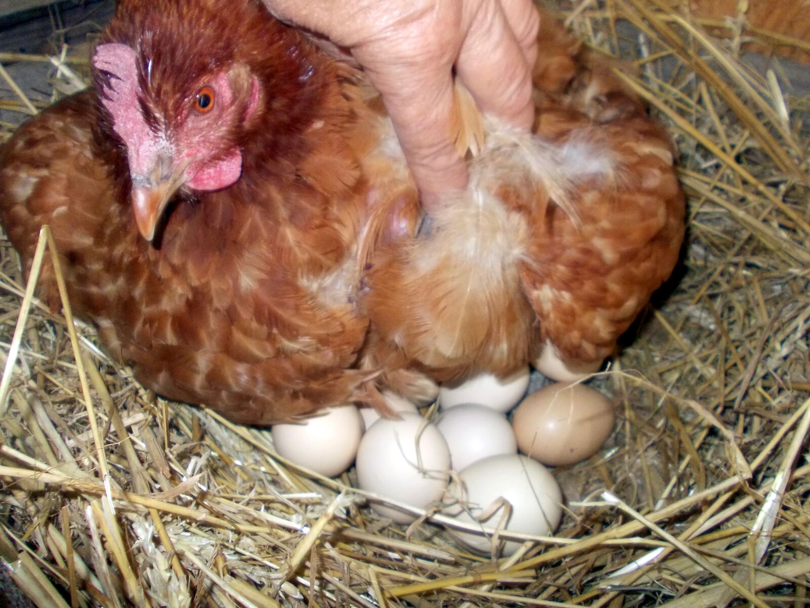 Nikon COOLPIX L23 sample photo. Chickens, eggs, spring photography