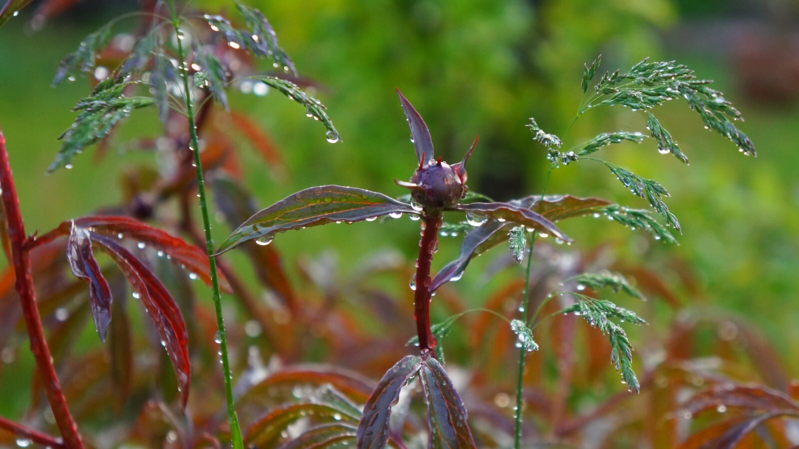 Sony Alpha a3000 + Sony E 18-55mm F3.5-5.6 OSS sample photo. Nature, plants, sprig photography