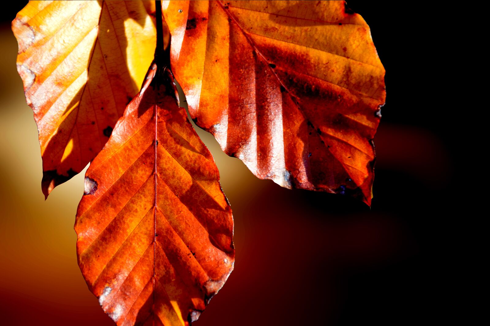 Nikon D3200 sample photo. Leaves, hornbeam, hornbeam leaves photography