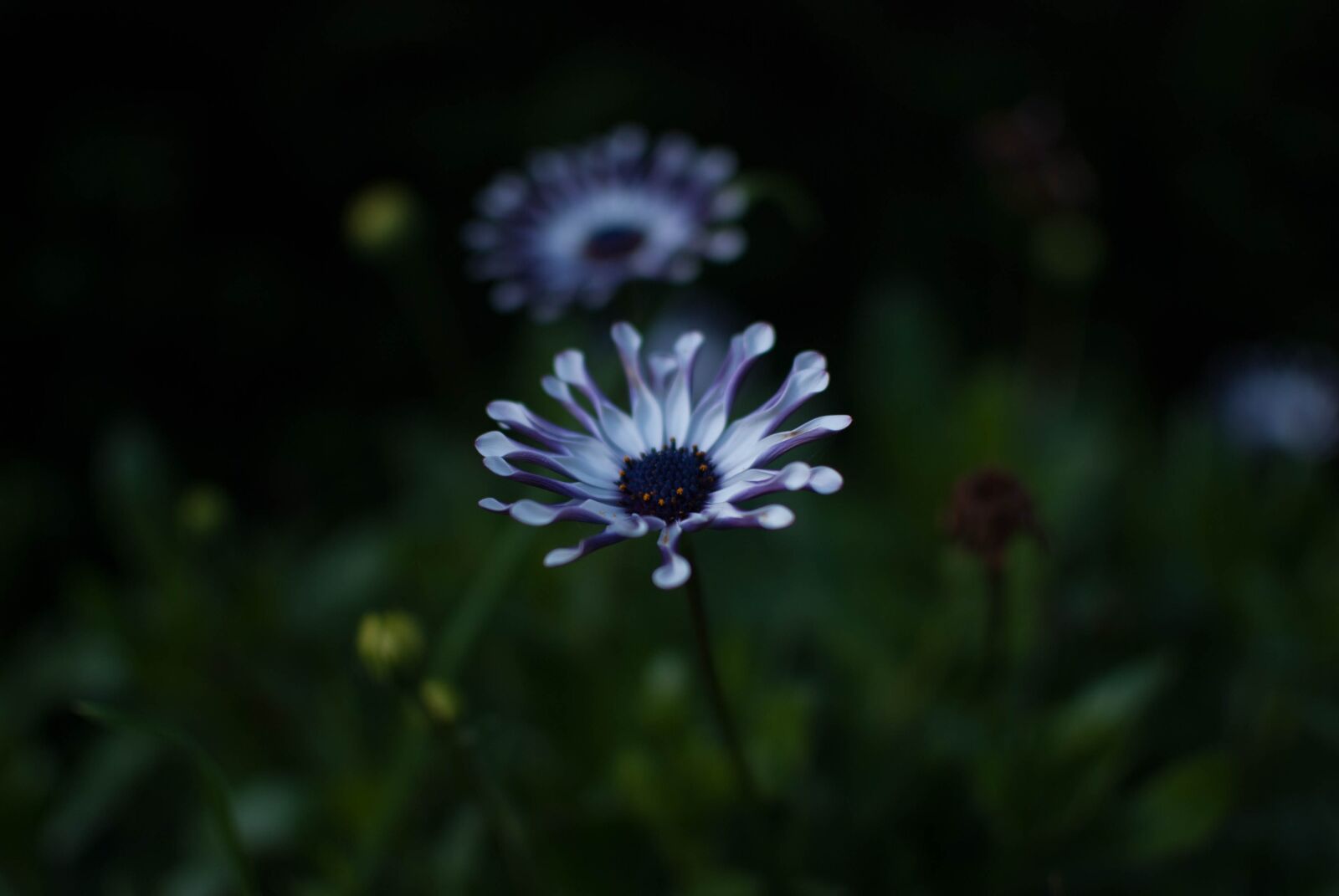 Nikon D80 sample photo. Flower, blue, violet photography