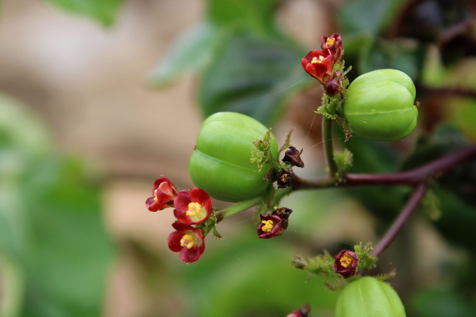 Canon EOS 2000D (EOS Rebel T7 / EOS Kiss X90 / EOS 1500D) sample photo. The wild vine nut photography