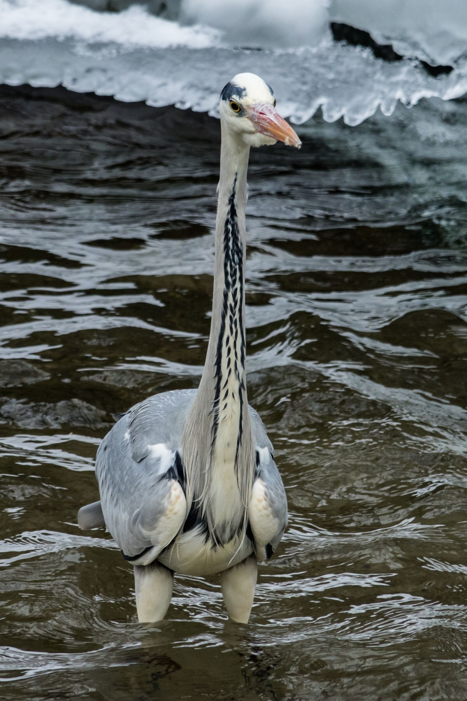 Sony Cyber-shot DSC-RX10 III sample photo. Bird, crane, water photography