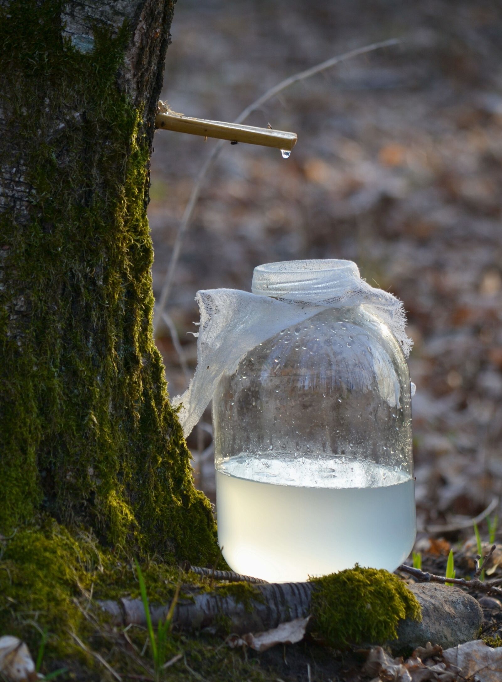 Nikon D3100 sample photo. Spring, birch sap, nature photography