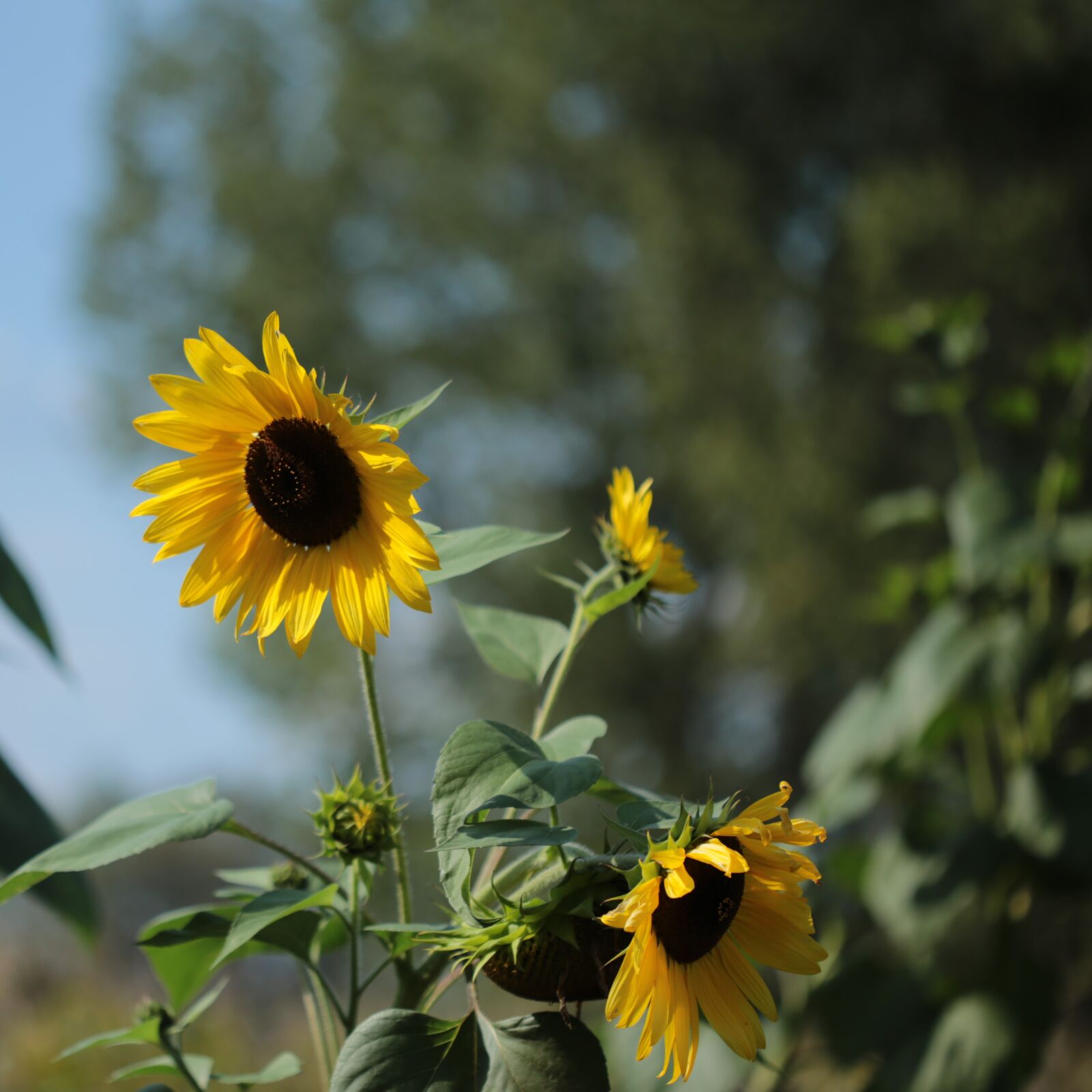 Canon EOS 6D + Canon EF 100mm F2.8 Macro USM sample photo. Sunflower, nature, summer photography
