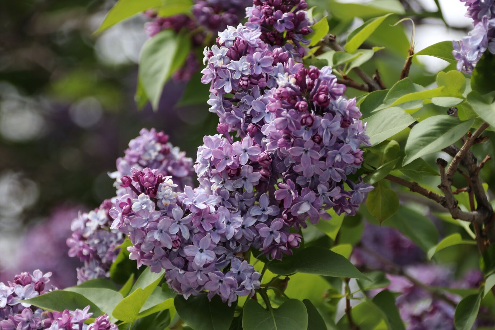 Canon EOS 77D (EOS 9000D / EOS 770D) sample photo. Lilac, flowers, spring photography
