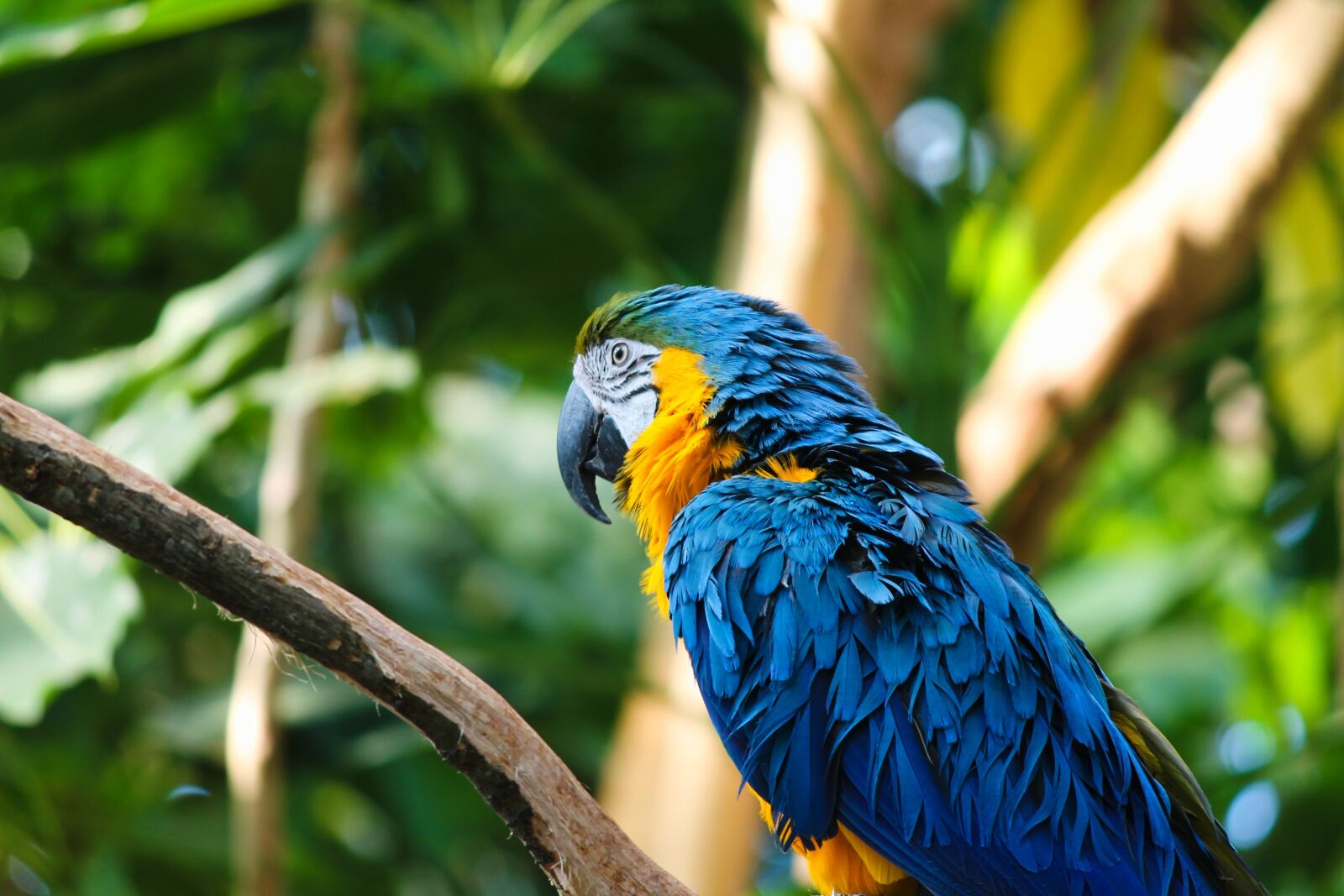Canon EOS 1100D (EOS Rebel T3 / EOS Kiss X50) sample photo. Yellow macaw, ara, bird photography