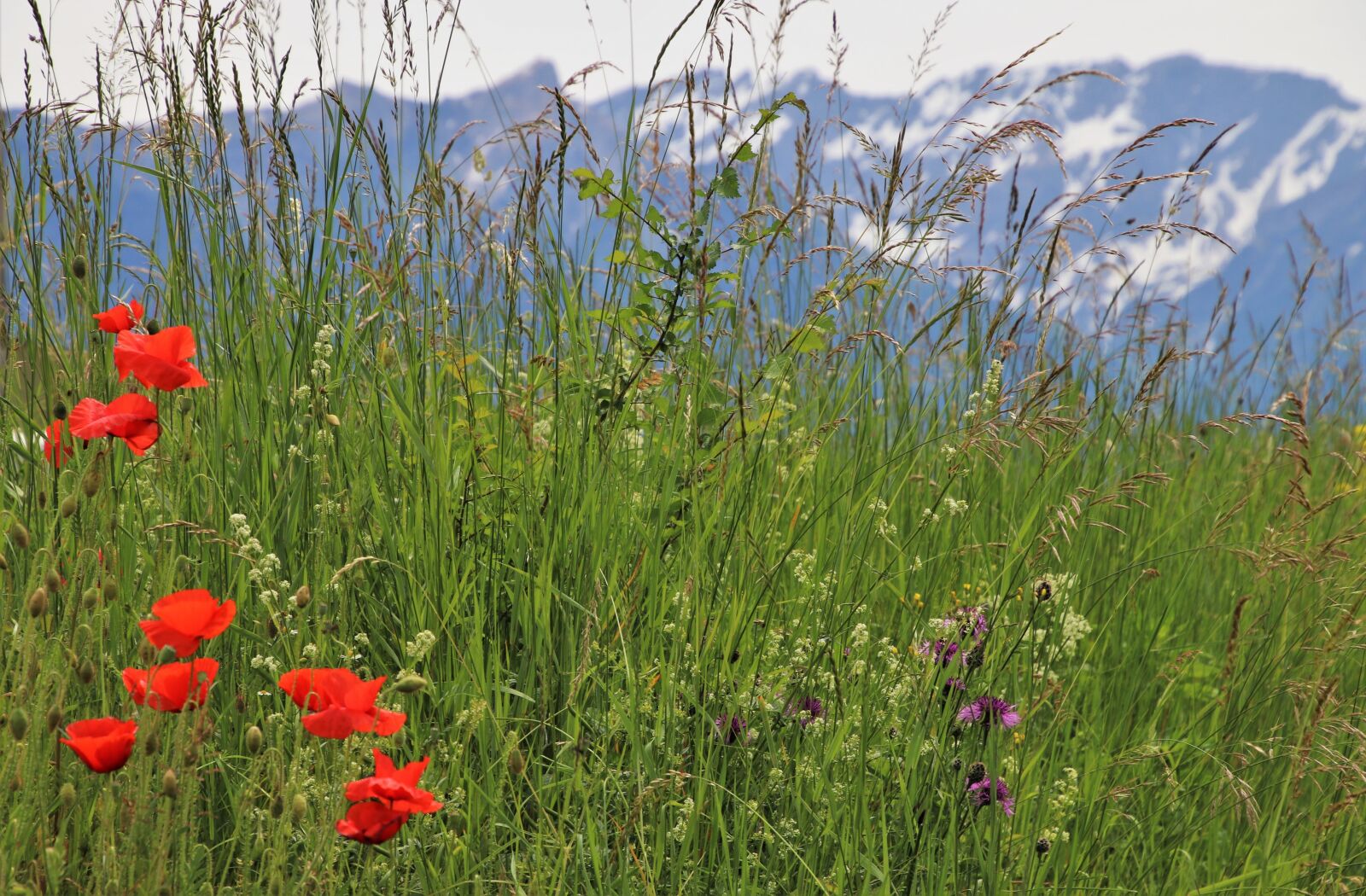 Canon EOS 80D sample photo. Poppies, grass, green photography