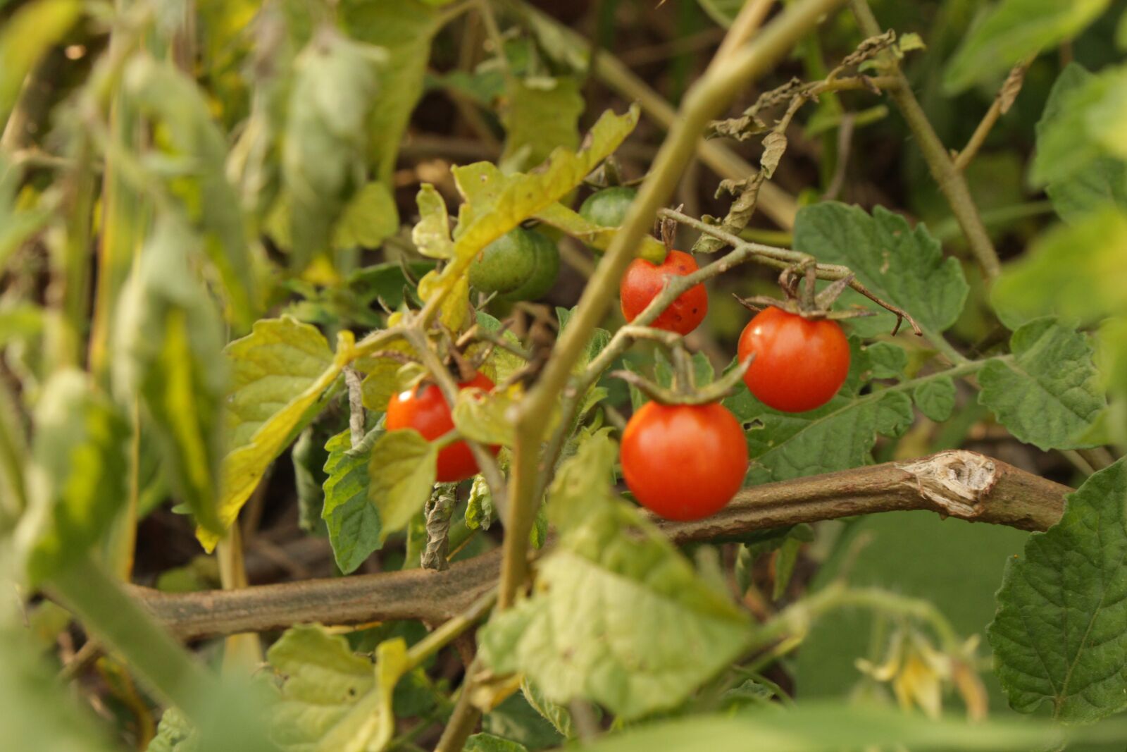 Canon EOS 700D (EOS Rebel T5i / EOS Kiss X7i) sample photo. Tomato, field, organic photography