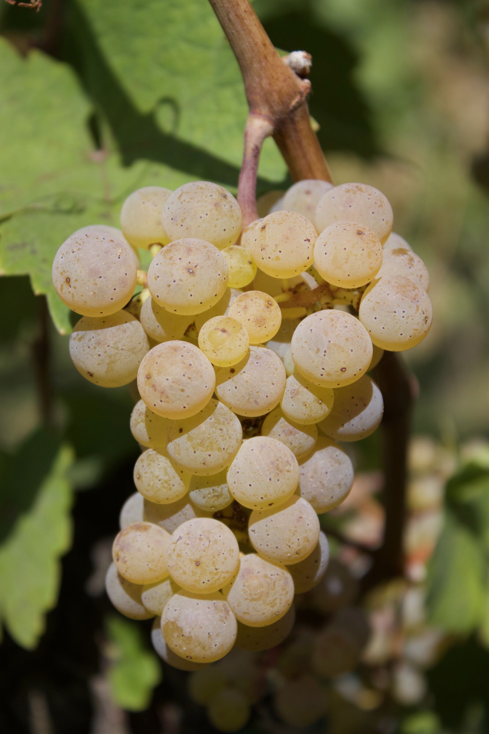 Canon EOS 500D (EOS Rebel T1i / EOS Kiss X3) sample photo. Wine, read, grapes photography