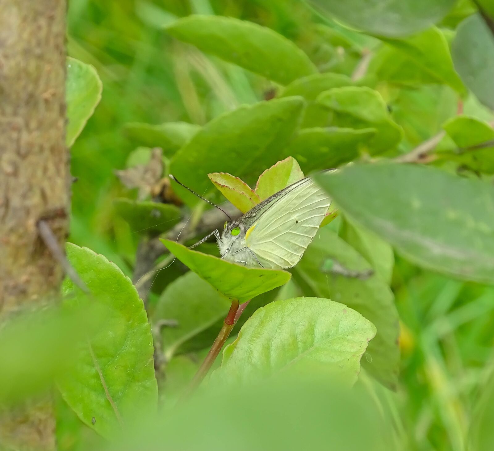 Sony Cyber-shot DSC-HX350 sample photo. Butterfly, green, insect photography