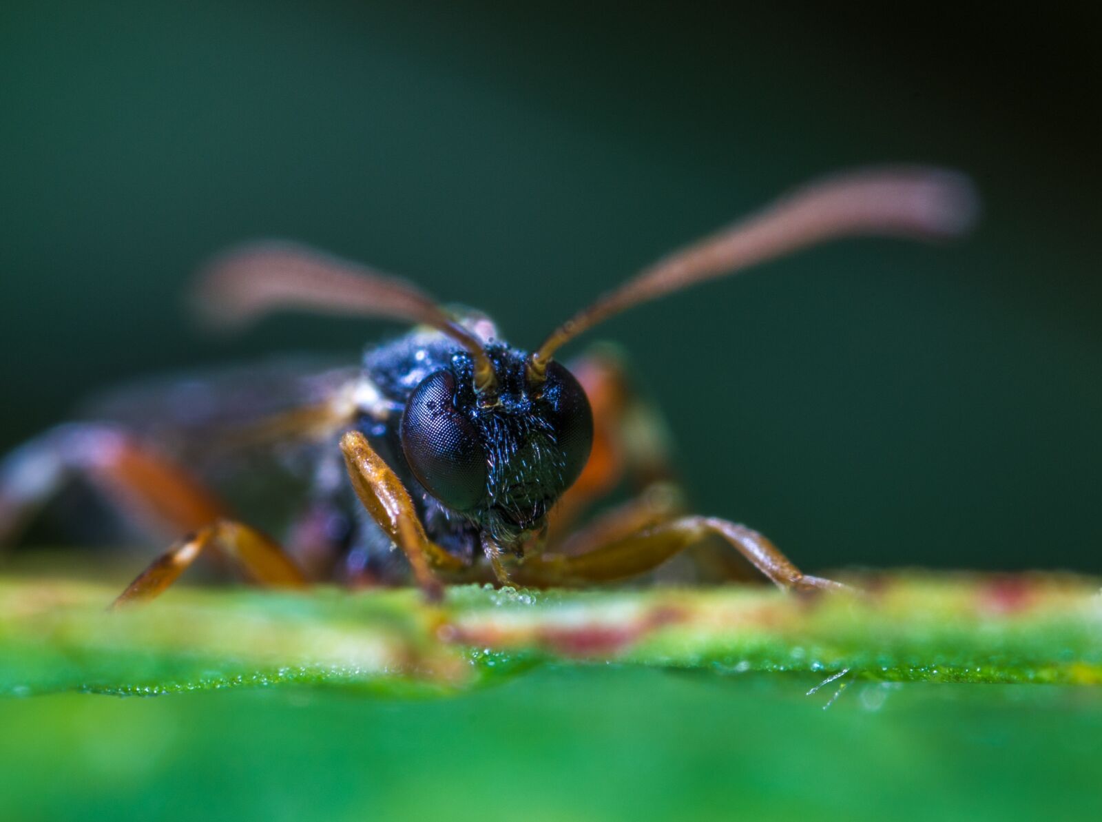 #124 65/2.8 sample photo. Insect, facet, portrait photography