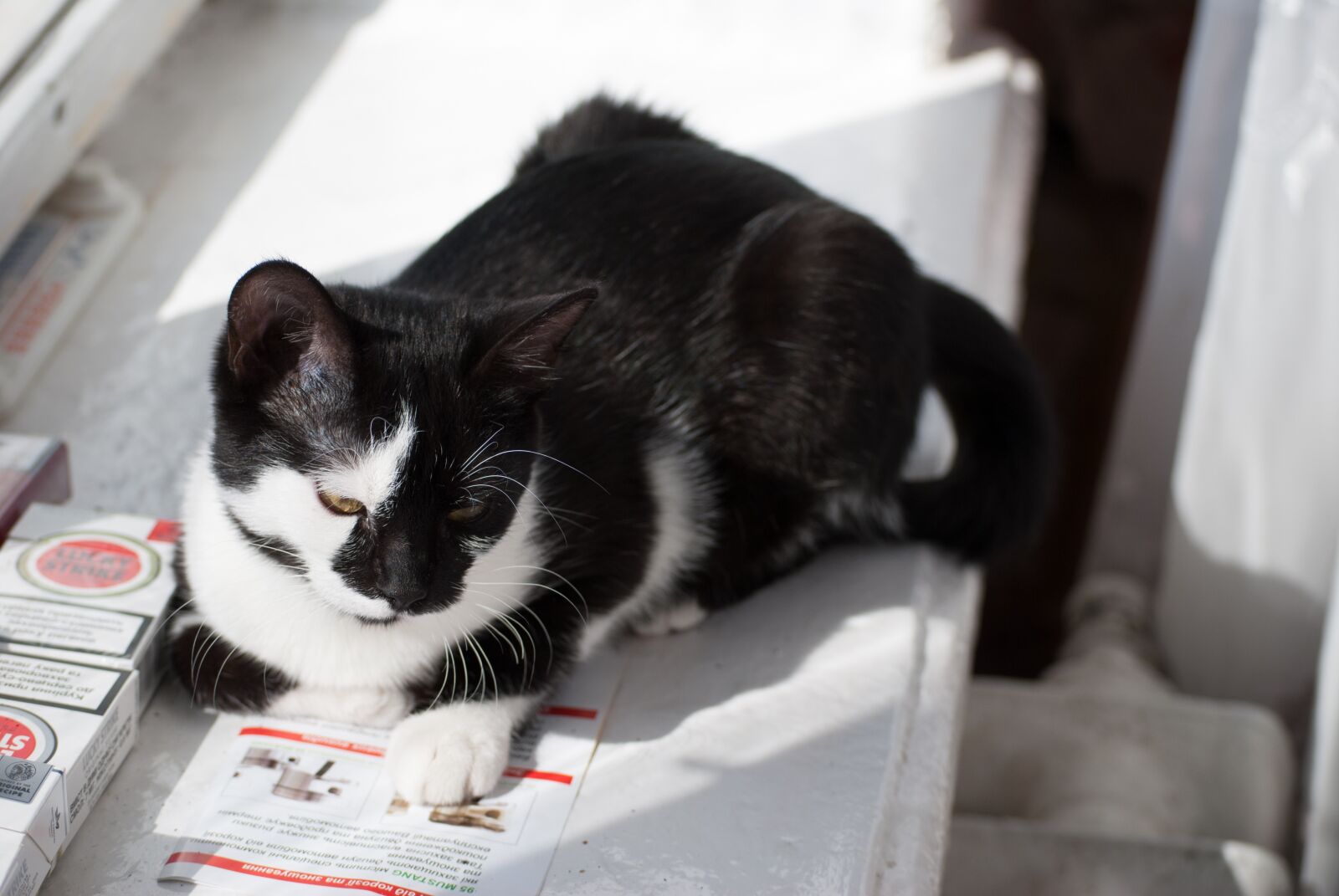 Nikon D3000 sample photo. Cat, kit, kitten photography