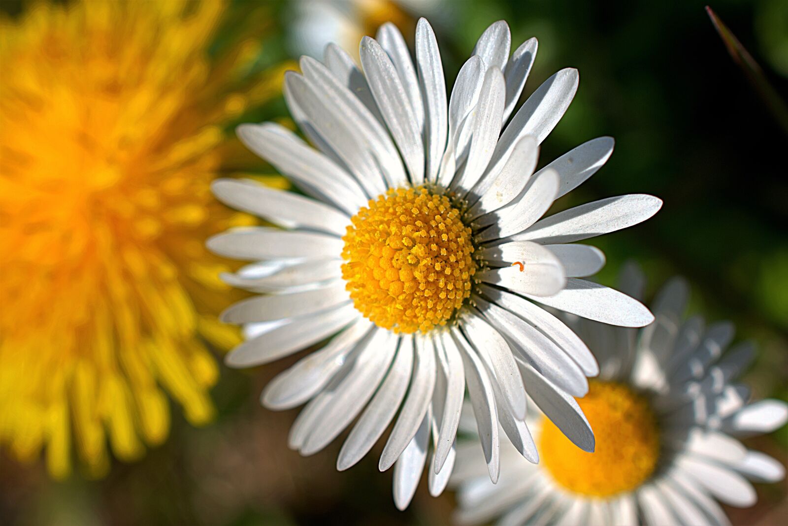 Nikon D3400 sample photo. Daisy, petals, plant photography