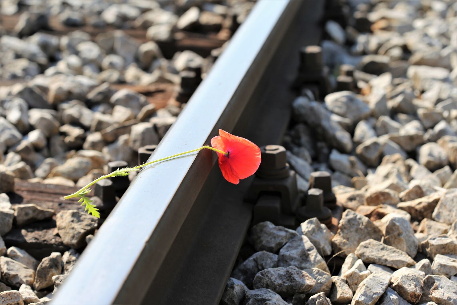 Canon EOS 6D + Canon EF 100mm F2.8 Macro USM sample photo. Red poppy on railway photography
