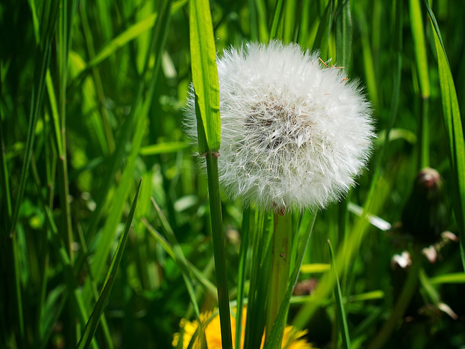 Nikon D3300 sample photo. Dandelion, grass, plant photography