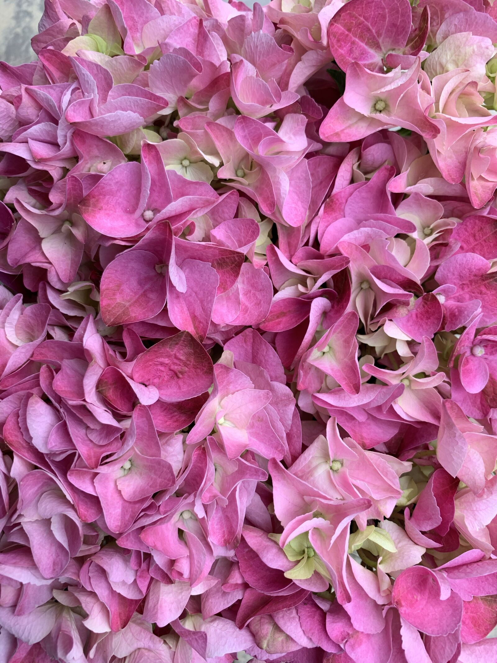 Apple iPhone XR sample photo. Hydrangea, flowers, pink photography