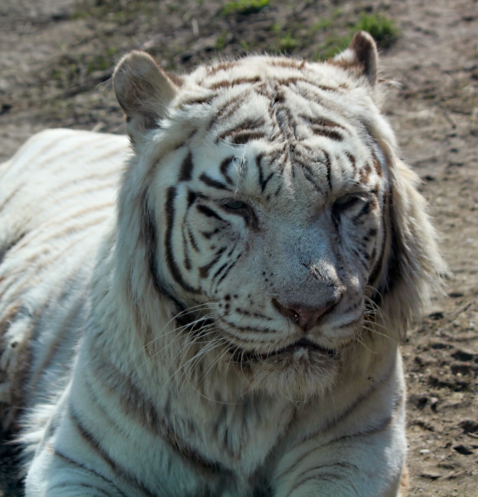 Canon EOS 550D (EOS Rebel T2i / EOS Kiss X4) sample photo. Tiger, white, bengali photography