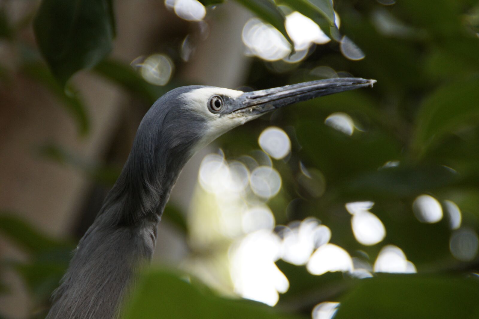 Sony SLT-A58 sample photo. Heron, grey, plumage photography