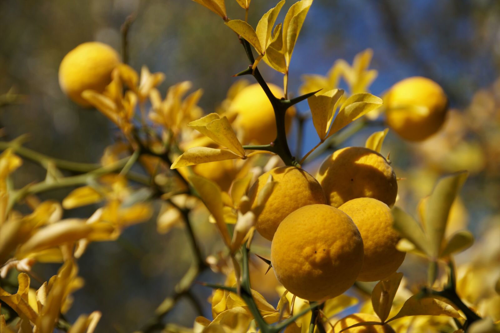 Sony SLT-A58 sample photo. Citrone n k, lemon photography