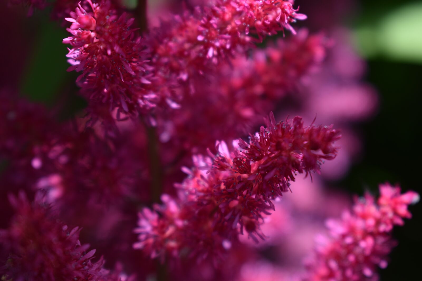 Nikon D3500 sample photo. Flower, bloom, garden photography