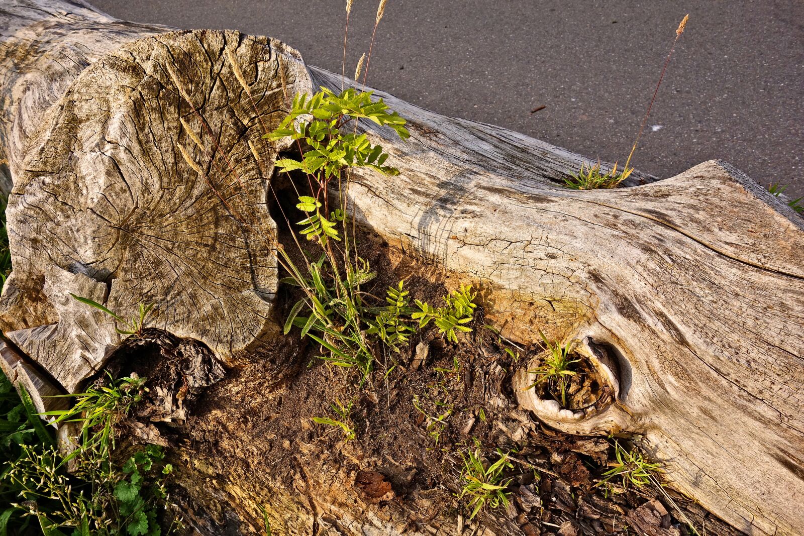 Sony Cyber-shot DSC-RX100 sample photo. Log, wood, bark photography