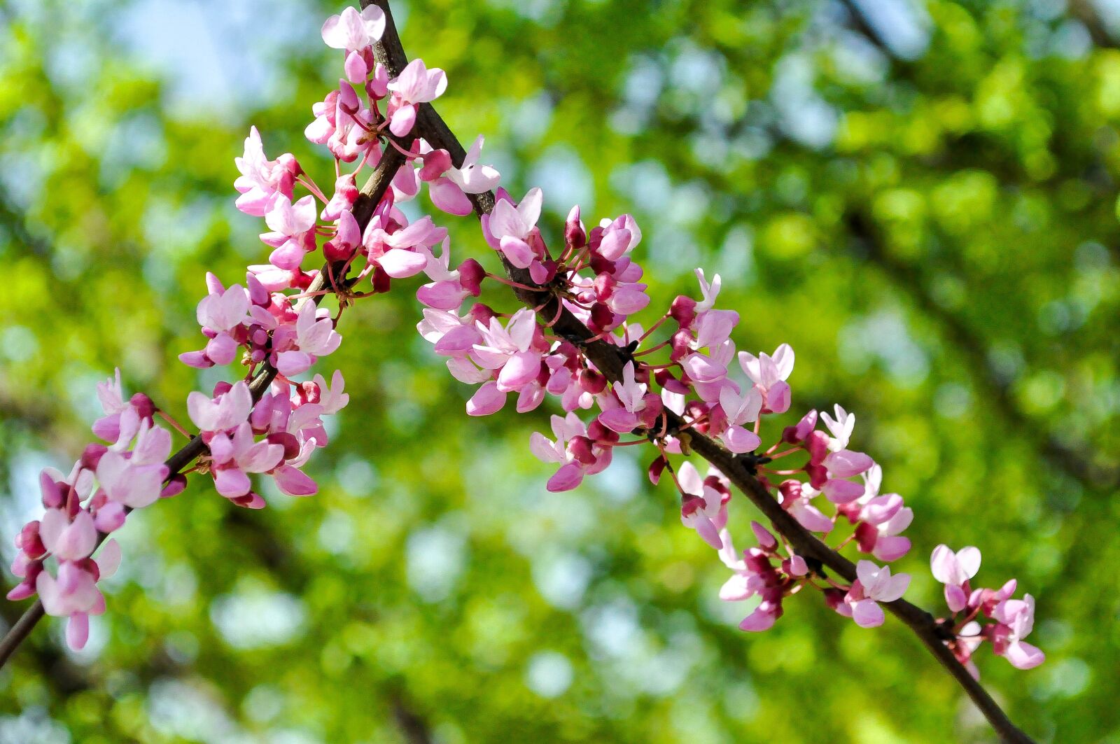 Nikon D90 sample photo. Spring, flowers, nature photography