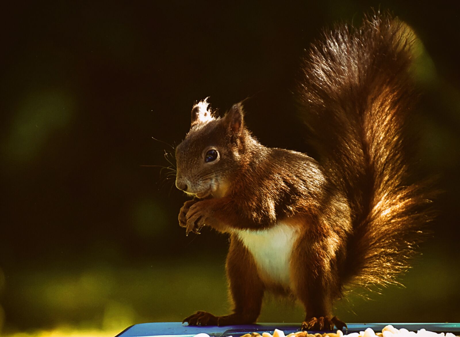 Nikon D7200 sample photo. Squirrel, animal, nager photography