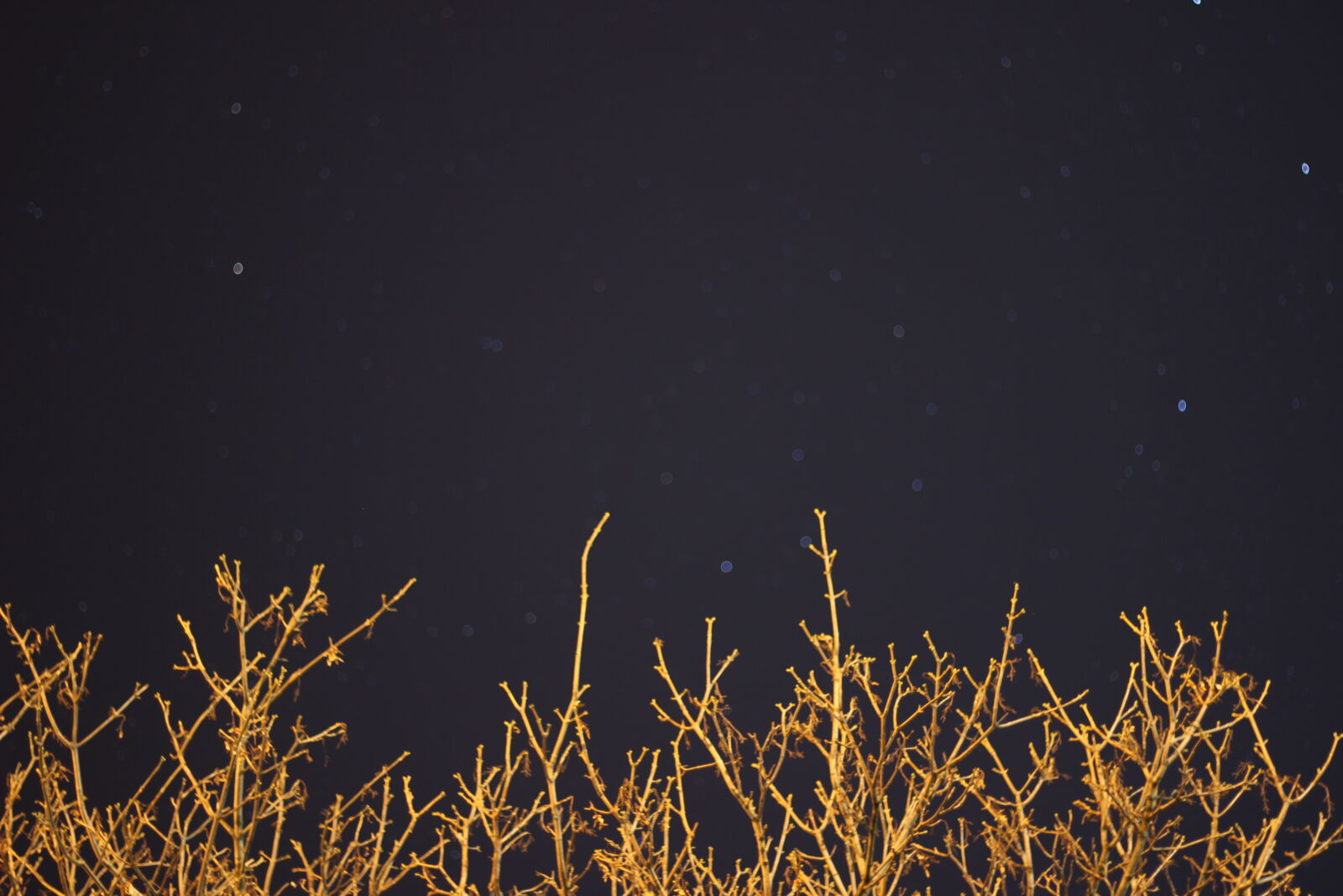 Canon EOS 600D (Rebel EOS T3i / EOS Kiss X5) + Canon EF 50mm F1.8 II sample photo. Bokeh, branches, contrast, night photography