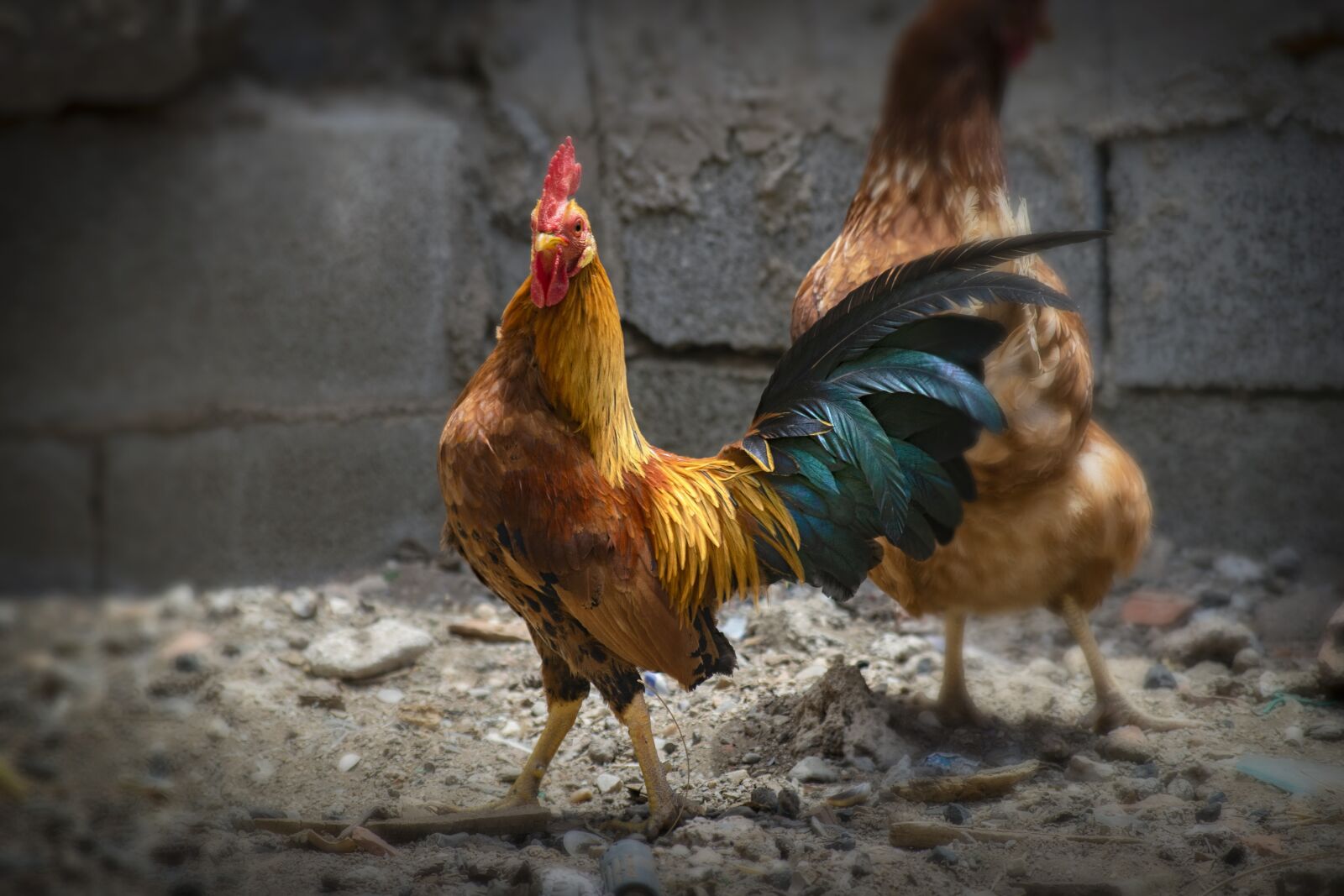 Nikon D3300 sample photo. Gallo, farm, animal photography