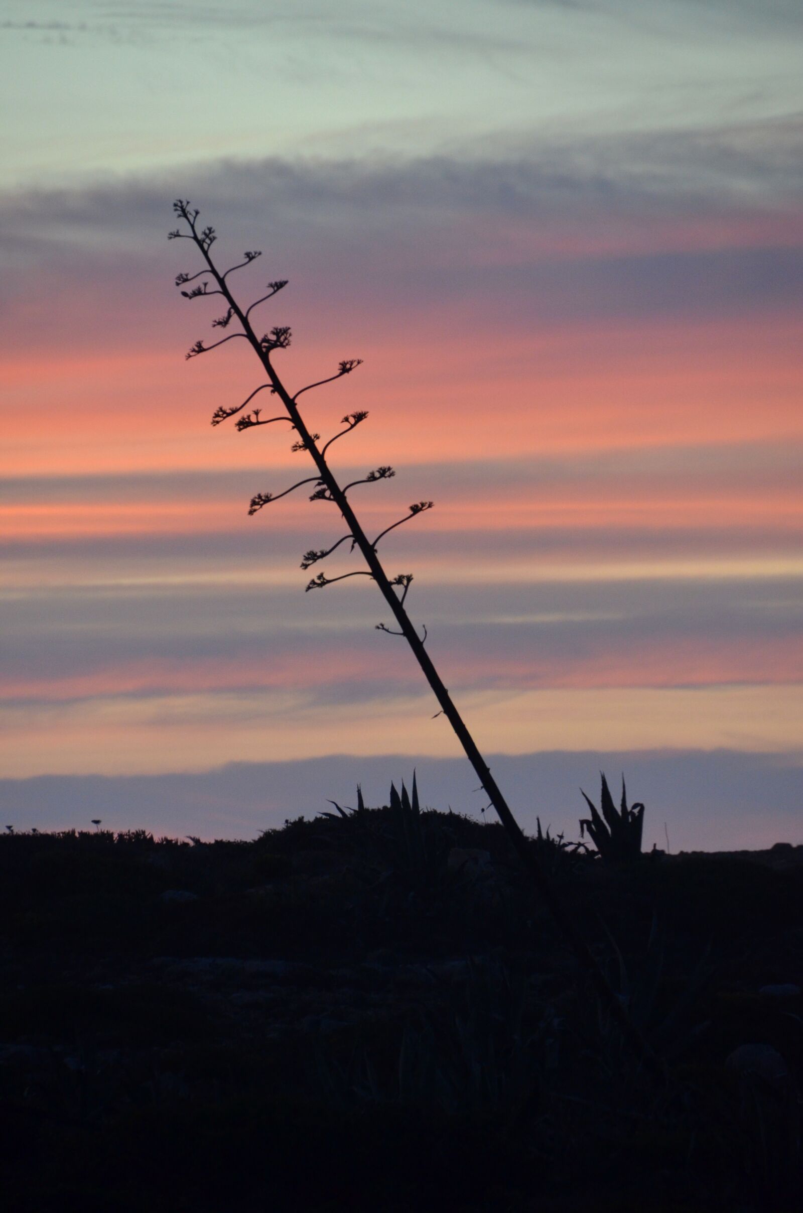 Nikon D5100 sample photo. Argave, sea, sunset photography