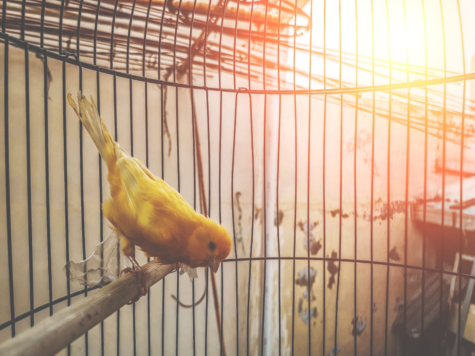 HUAWEI CLT-L29 sample photo. Cute, closeup, bird contest photography