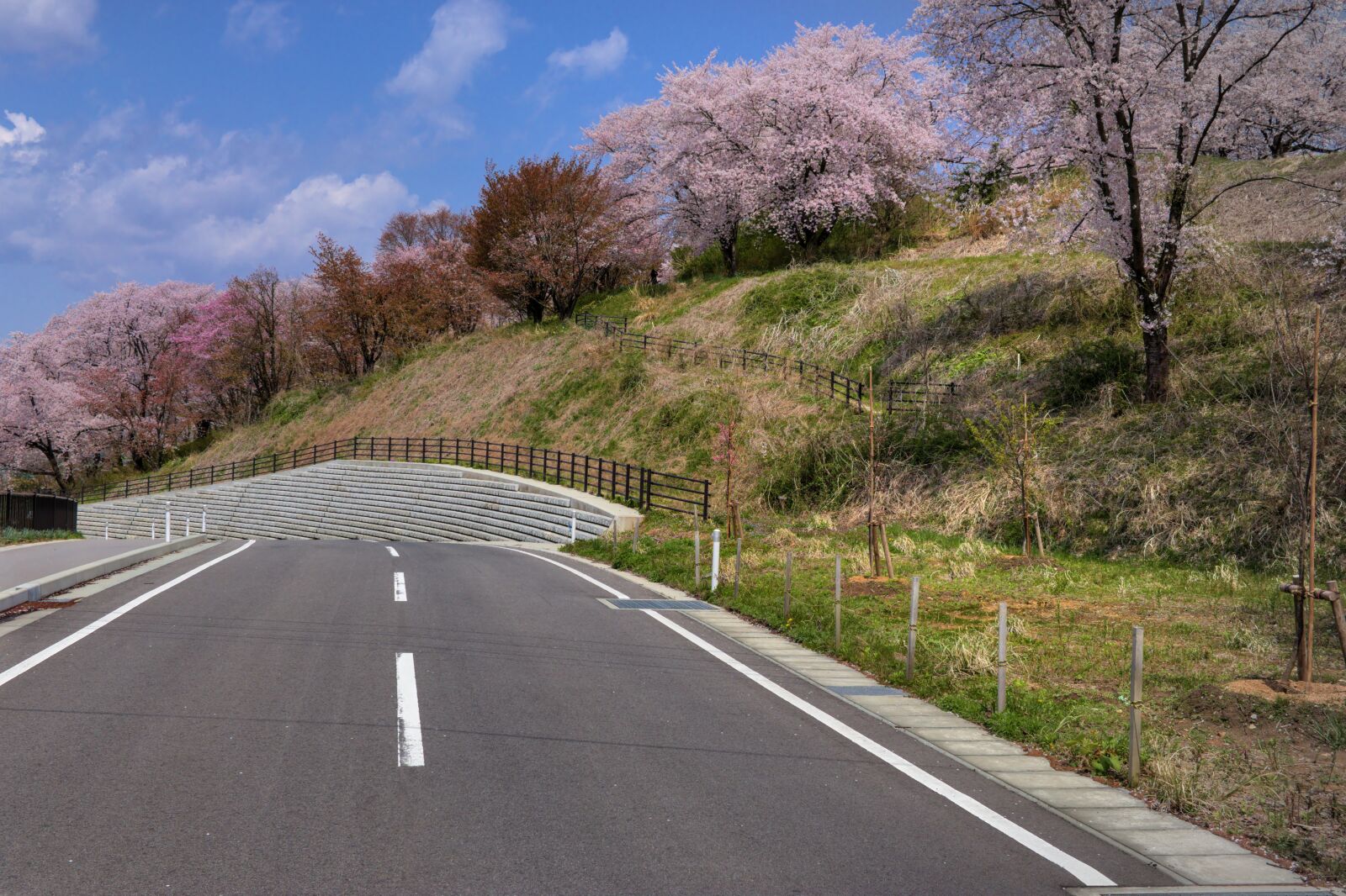Canon EOS 200D (EOS Rebel SL2 / EOS Kiss X9) sample photo. "Cherry blossoms, road, spring" photography