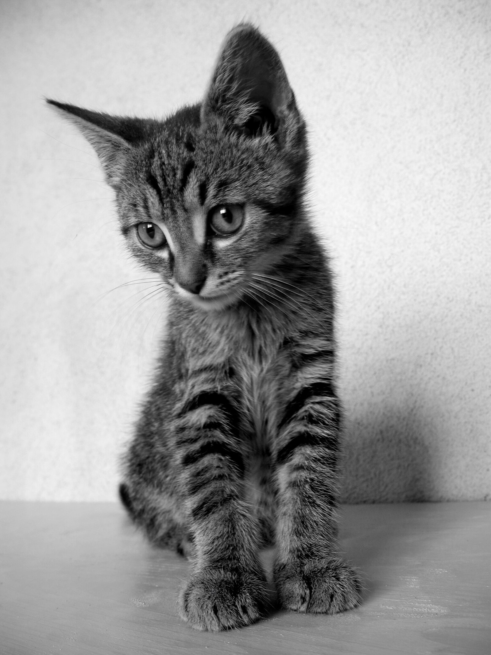Nikon Coolpix P7000 sample photo. Cat, kitten, black and photography