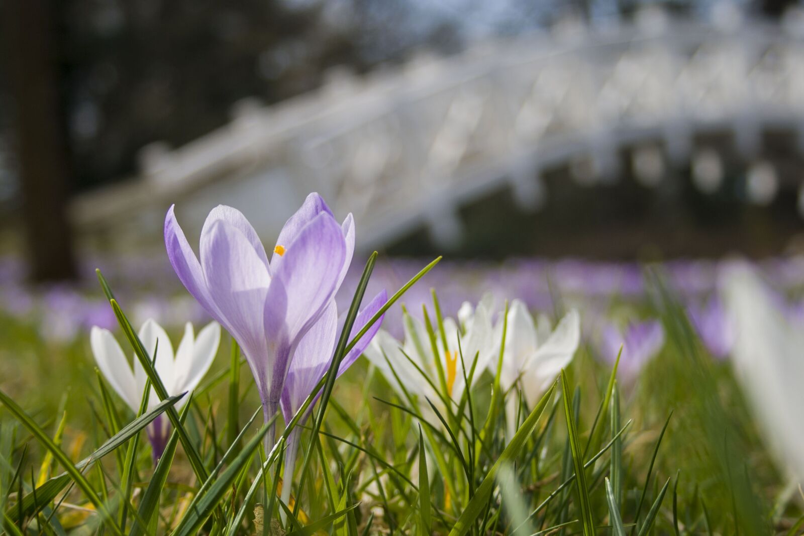 Canon EF-S 18-55mm F3.5-5.6 II sample photo. Flower, nature, grass photography