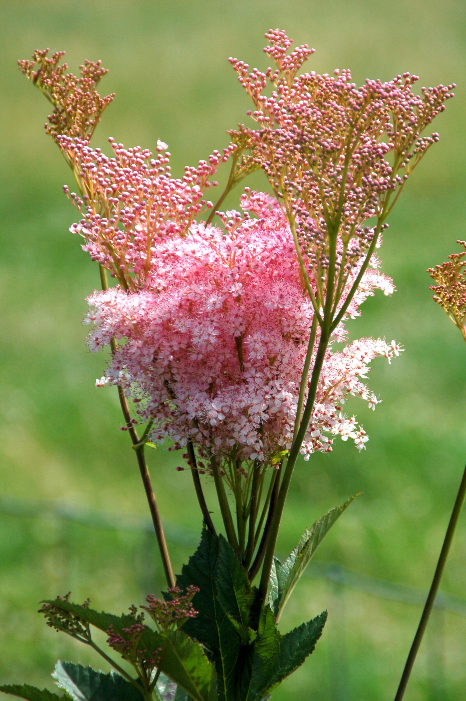 Nikon D50 sample photo. Pink, plant, bloom photography