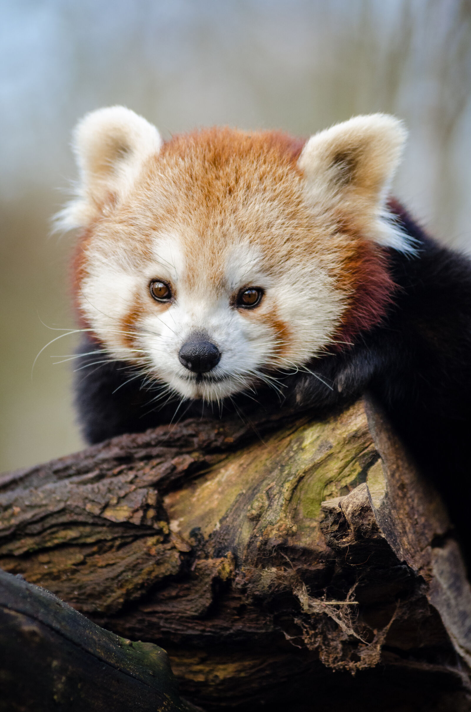 AF Zoom-Nikkor 80-200mm f/2.8 ED sample photo