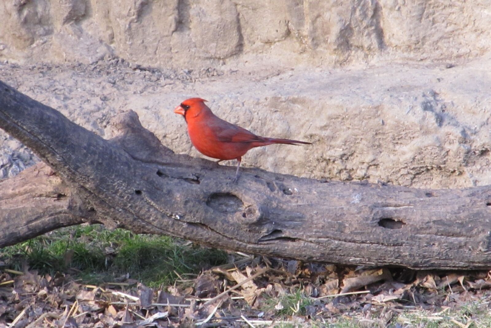 Canon PowerShot SX130 IS sample photo. Cardinal, northern, male photography