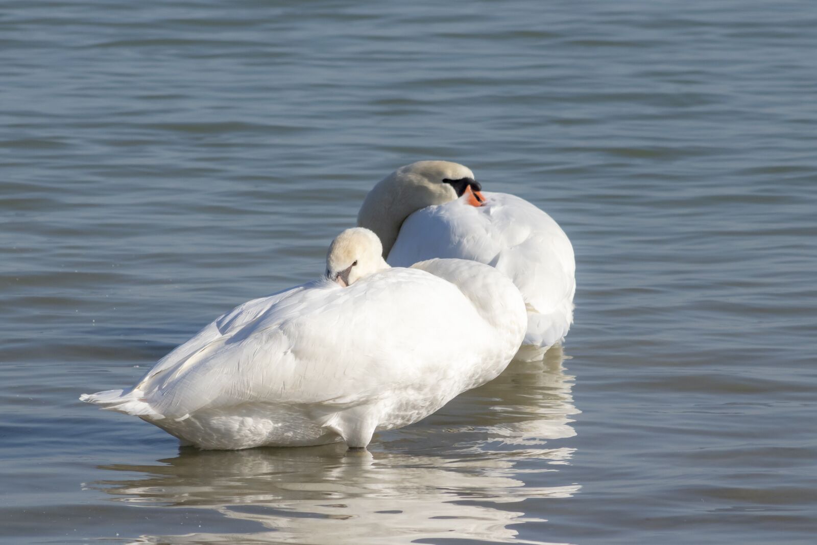 Canon EF75-300mm f/4-5.6 sample photo. Mute swan, bird, swim photography