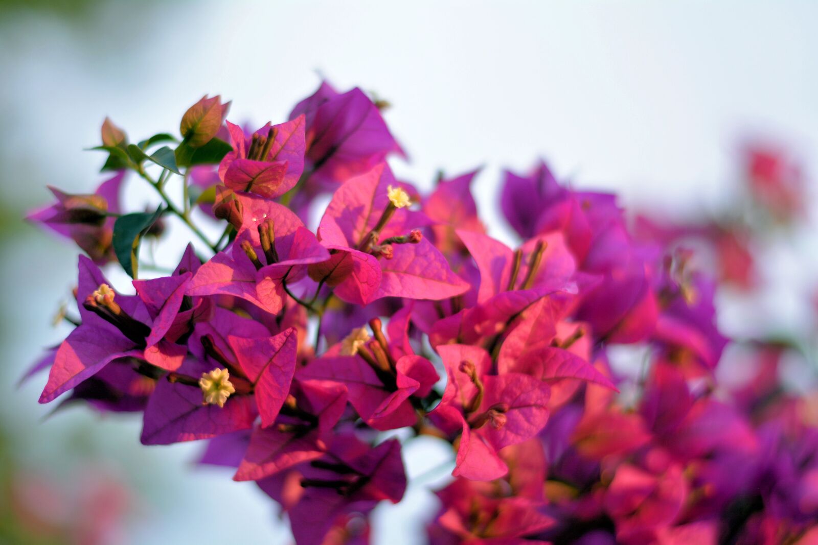 Nikon D5200 sample photo. Pink pedals, spring, new photography