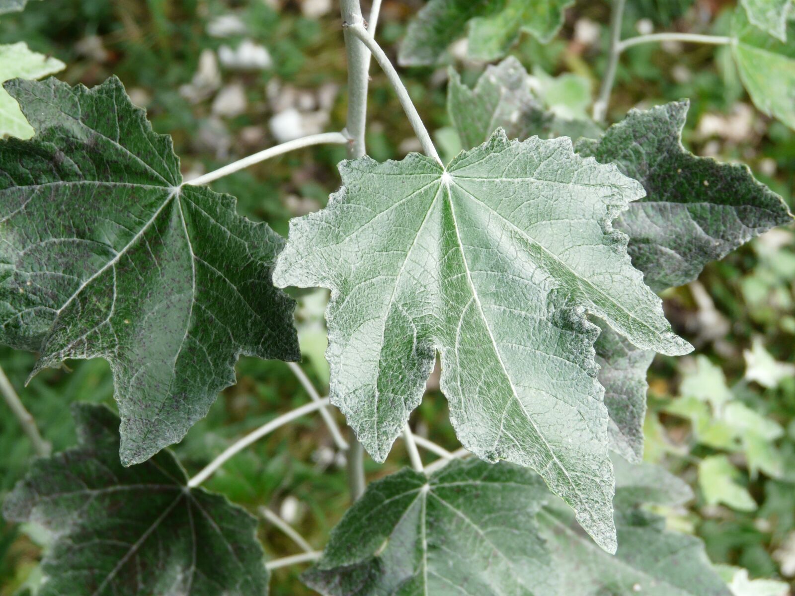 Panasonic DMC-FZ18 sample photo. Leaf, green, close up photography