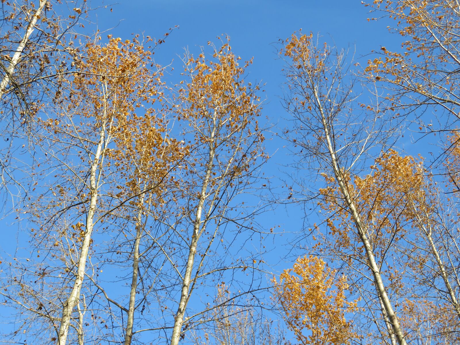 Canon PowerShot SX720 HS sample photo. Tree, branch, season photography