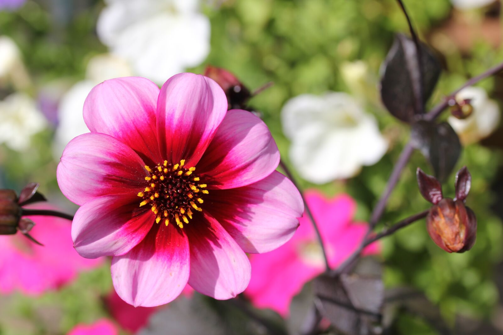 Canon EOS 550D (EOS Rebel T2i / EOS Kiss X4) sample photo. Flower, pink, floral photography