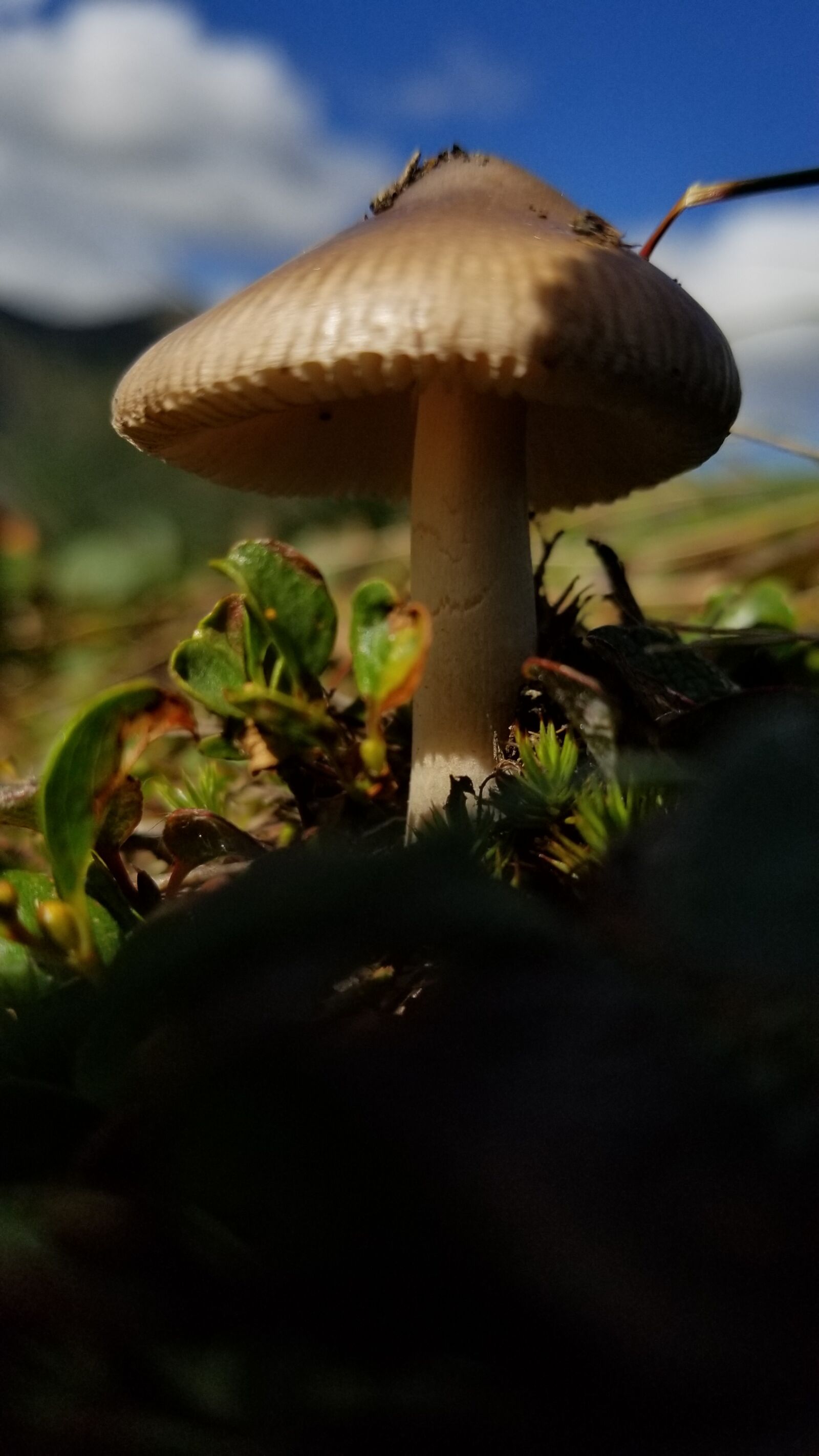 Samsung Galaxy S8 sample photo. Alaska, fungus, grass, mushroom photography