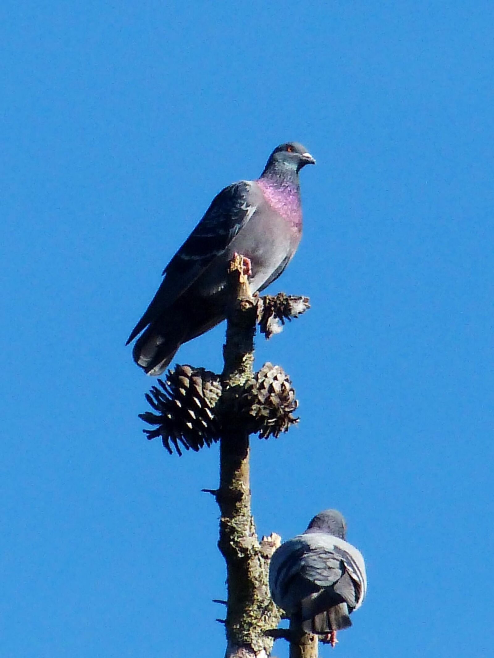 Panasonic Lumix DMC-FZ200 sample photo. Rocky, pigeon, bird, branch photography