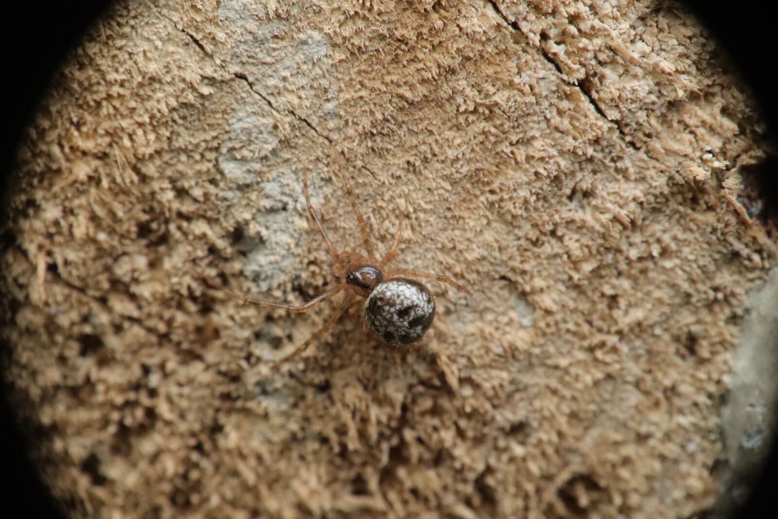 Canon EF-M 15-45mm F3.5-6.3 IS STM sample photo. Spider, arachnid, nature photography