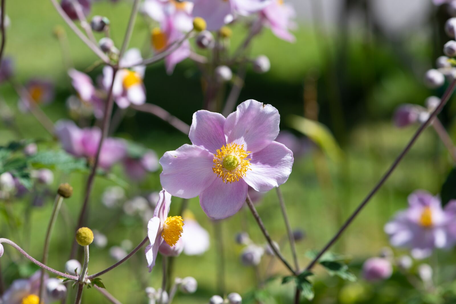 Nikon D750 sample photo. Japanese anemone, anemone, flower photography