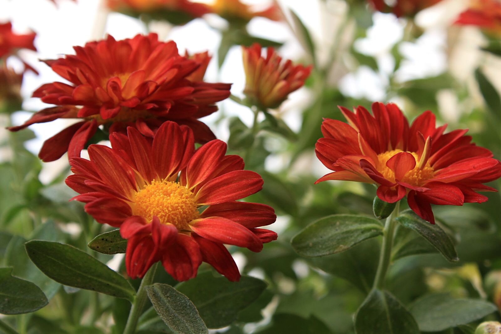 Canon EOS 1100D (EOS Rebel T3 / EOS Kiss X50) sample photo. Margaret, red daisy, flowers photography