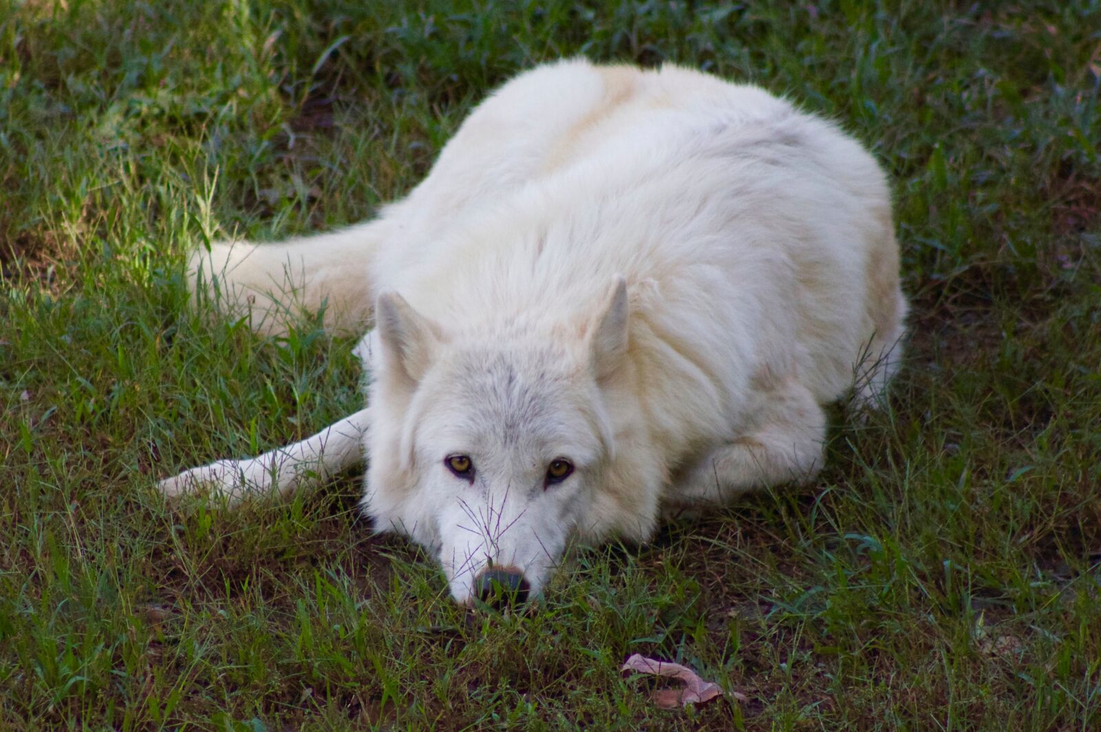 White wolf казань. Белый волк. Белый волк фото. Полярный волк. Огромный белый волк.