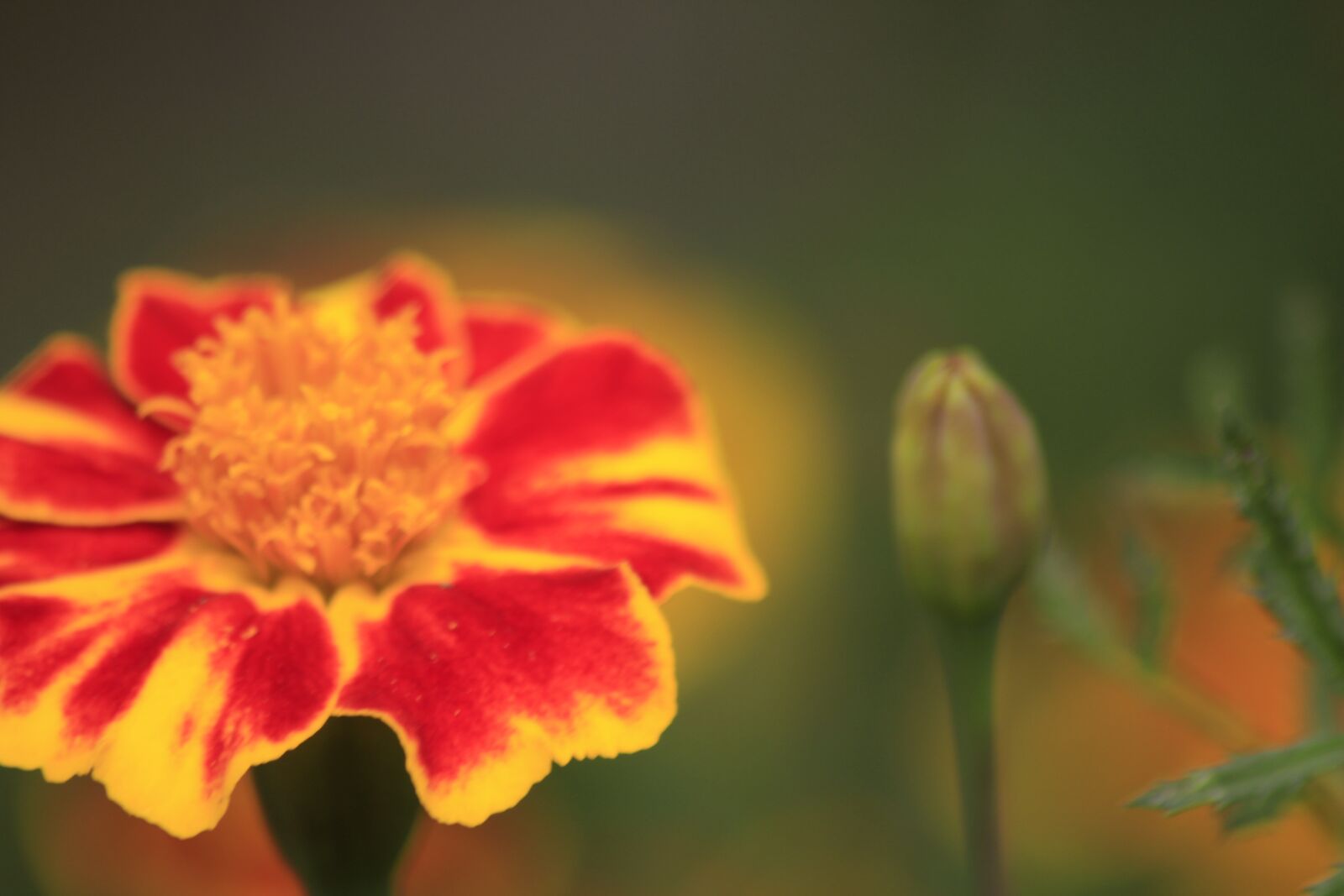 Canon EOS 700D (EOS Rebel T5i / EOS Kiss X7i) sample photo. Flower, red, macro photography