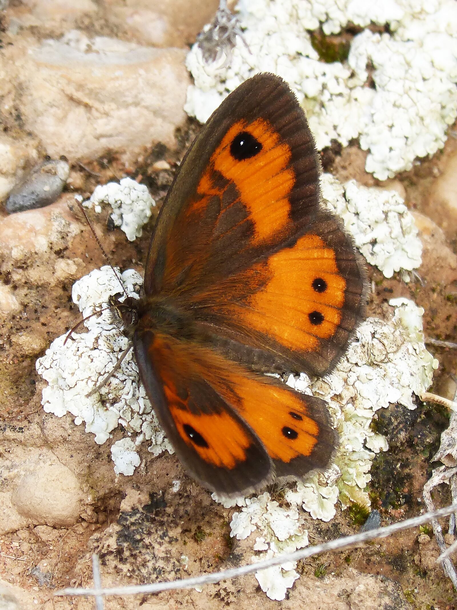 Panasonic DMC-FZ62 sample photo. Butterfly, pyronia bathseba, lobito photography
